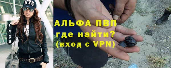 прущие грибы Новозыбков