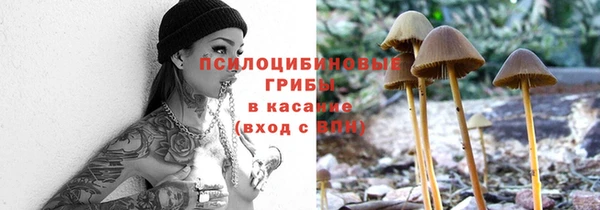 прущие грибы Новозыбков